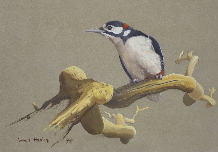 Andrew Haslen (b.1953), oil on card, Greater spotted woodpecker perched on a branch, signed and dated 1983, 20 x 29cm